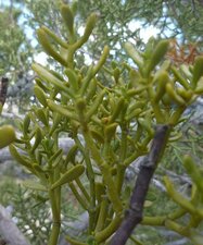 Phoradendron juniperinum Leaf